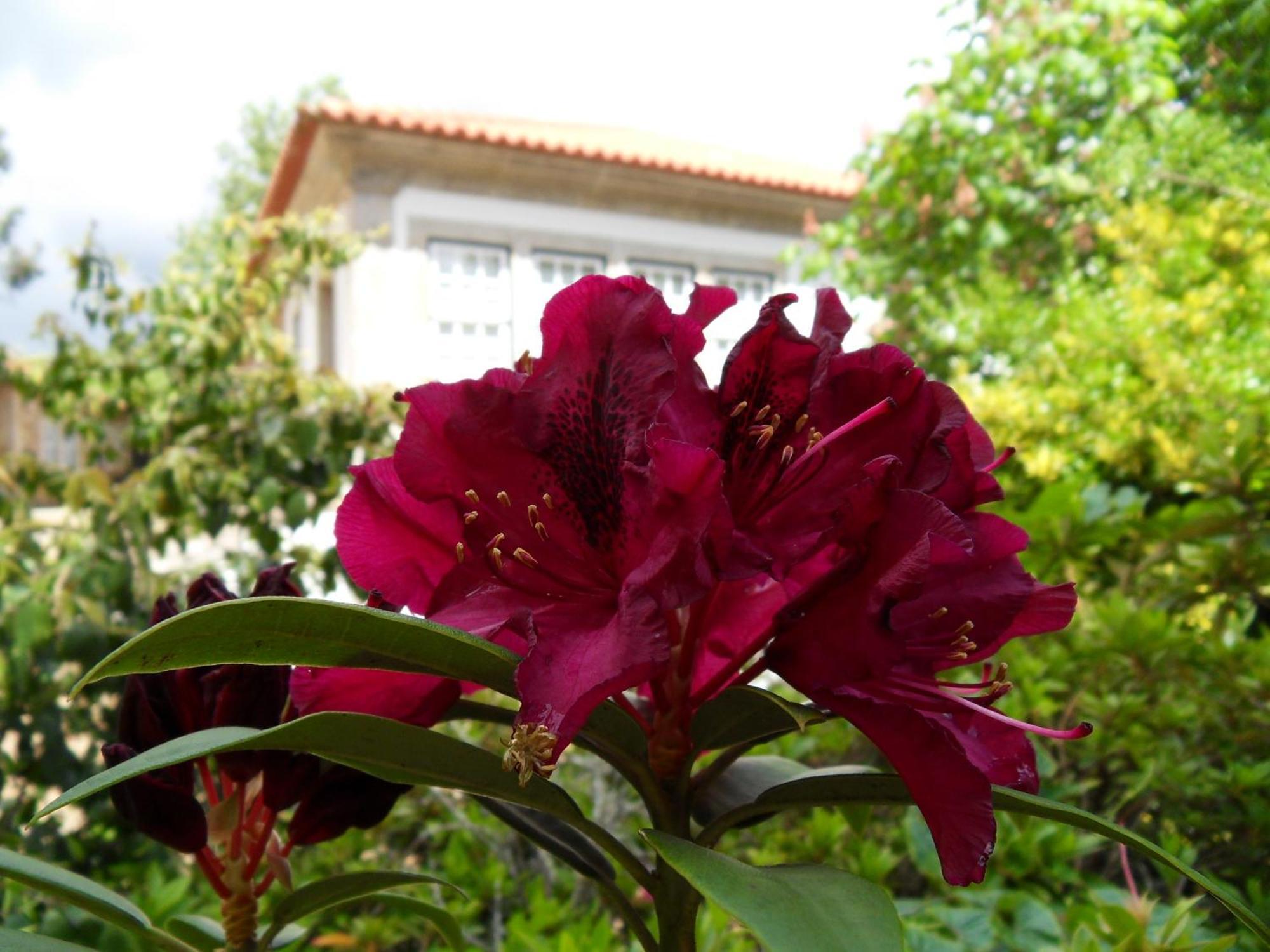 Quinta Do Bento Novo - Casa De Campo - Turismo Rural Виана-ду-Каштелу Экстерьер фото